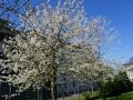 Fruehlingskaffee_2025_150